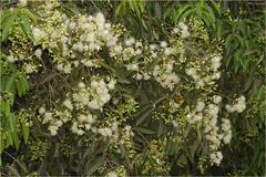 Syzygium hemisphericum